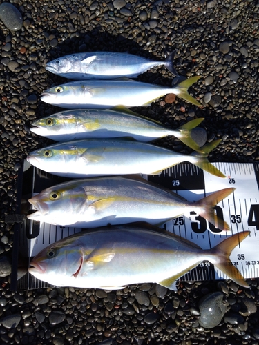 ショゴの釣果