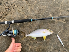 カンパチの釣果