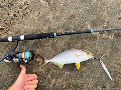 カンパチの釣果