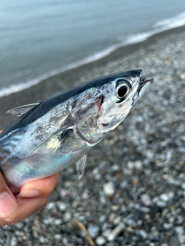 ソウダガツオの釣果