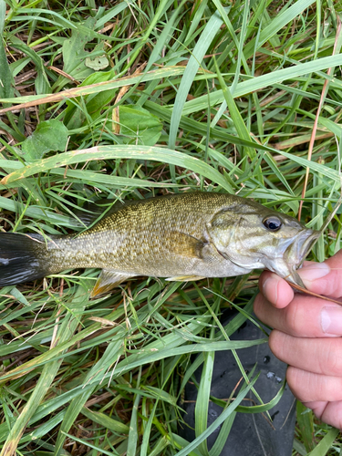 スモールマウスバスの釣果