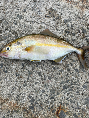 ショゴの釣果