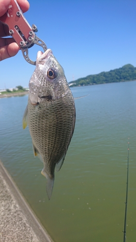 キビレの釣果