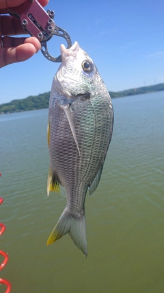 キビレの釣果