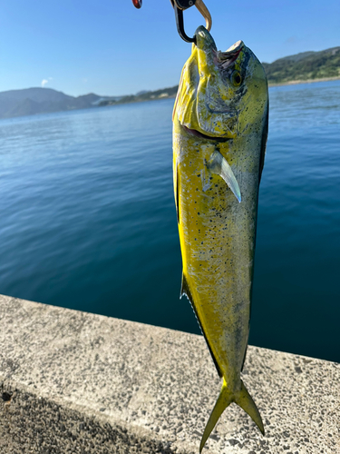 シイラの釣果