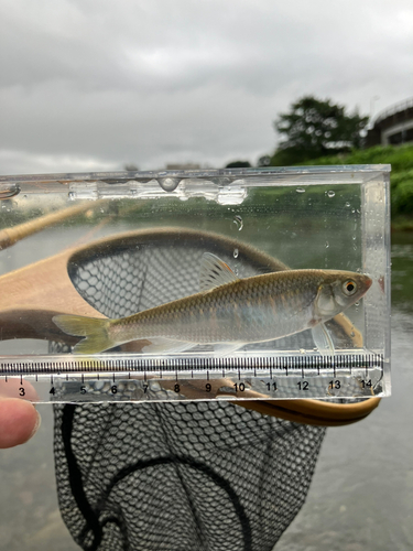 オイカワの釣果