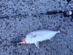 ショゴの釣果