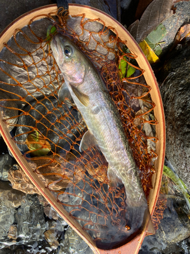 イワナの釣果