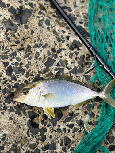 ショゴの釣果