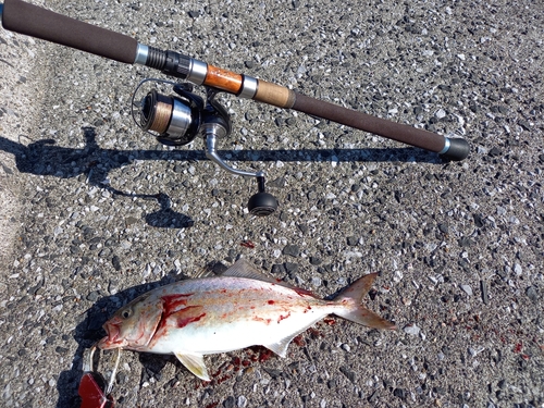 ショゴの釣果