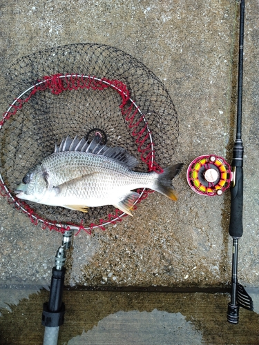 キビレの釣果