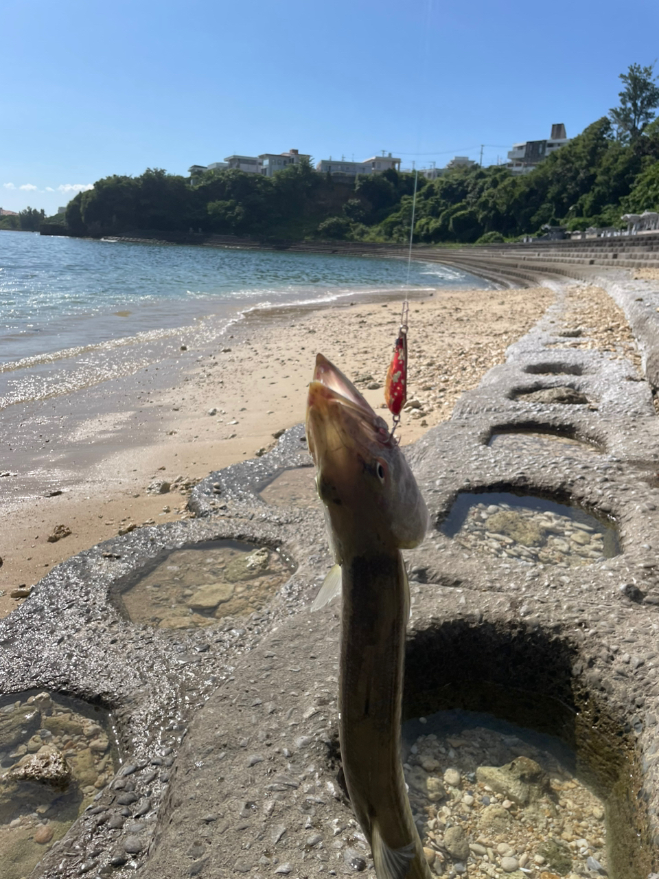 オニカマス