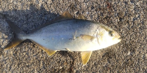 ショゴの釣果