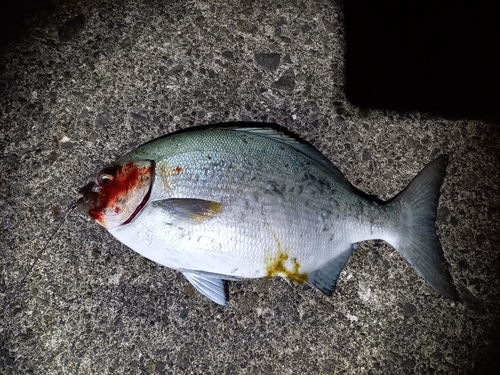 イスズミの釣果