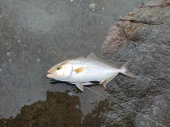 ショゴの釣果