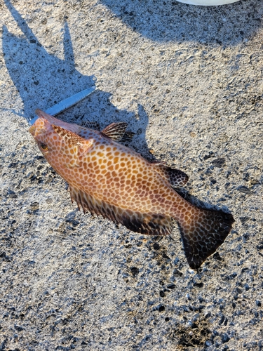 オオモンハタの釣果