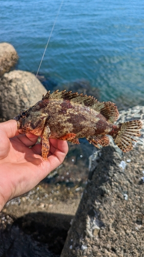 ヨロイメバルの釣果