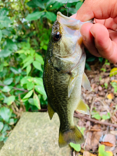 ラージマウスバスの釣果