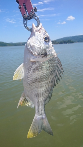 キビレの釣果