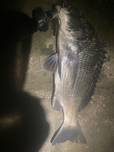 チヌの釣果