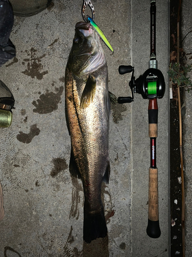 シーバスの釣果