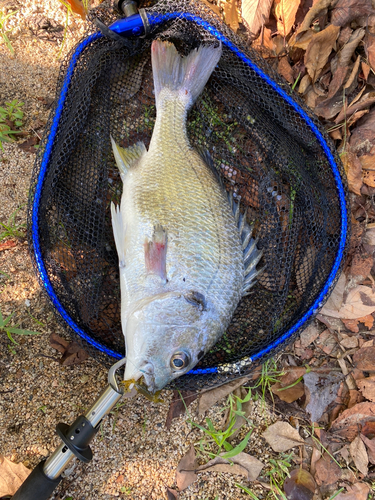 キビレの釣果