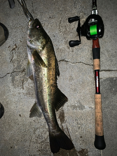 シーバスの釣果