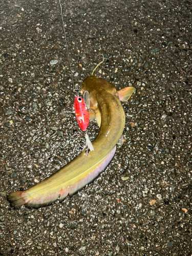 ナマズの釣果