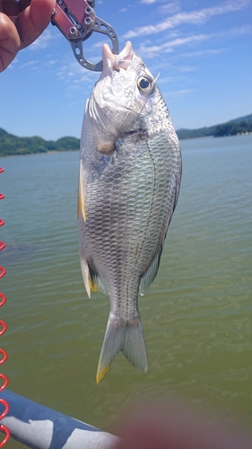 キビレの釣果