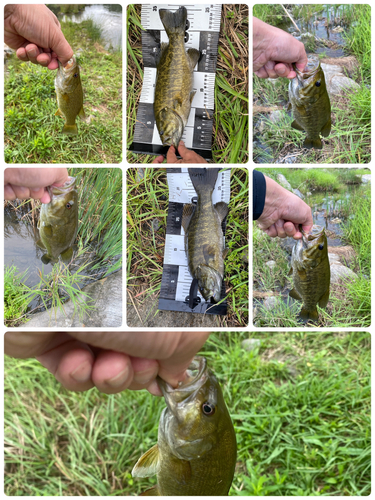 スモールマウスバスの釣果