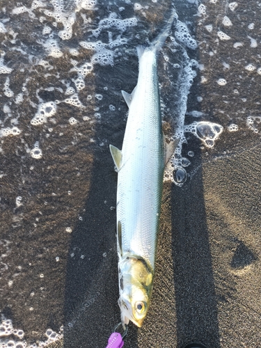 カライワシの釣果