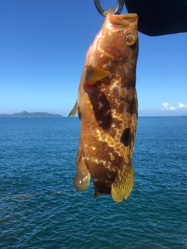 キジハタの釣果