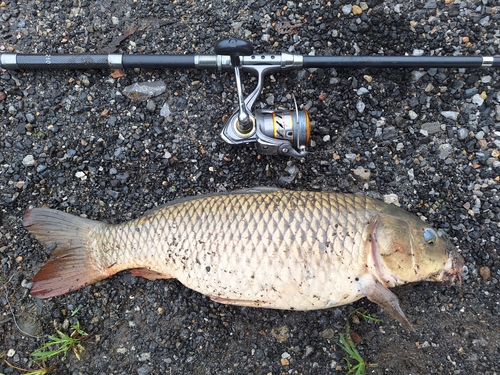 コイの釣果