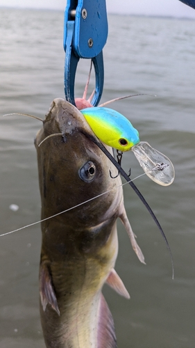 アメリカナマズの釣果