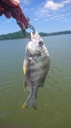 キビレの釣果