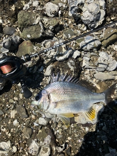 キビレの釣果