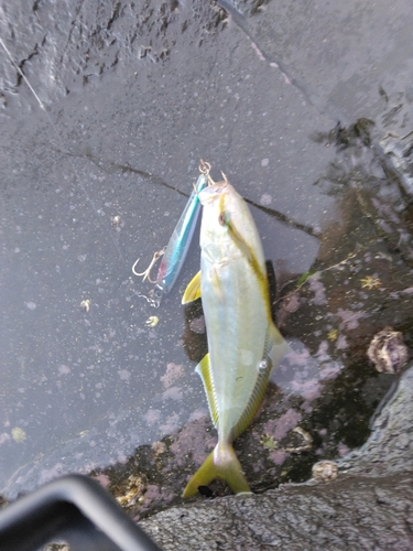 カンパチの釣果