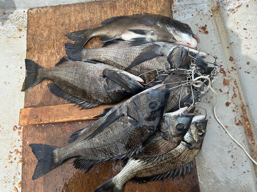 クロダイの釣果