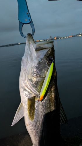 シーバスの釣果