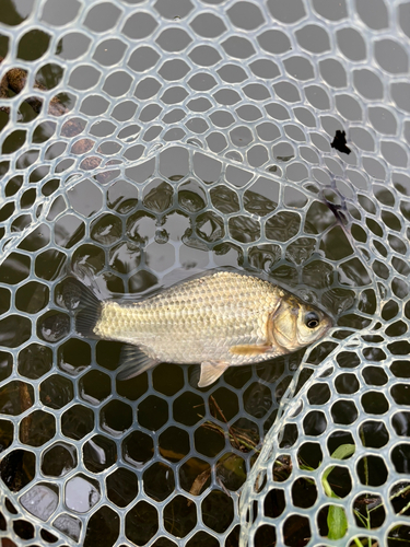 ヘラブナの釣果