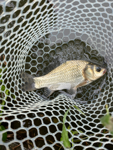 ヘラブナの釣果