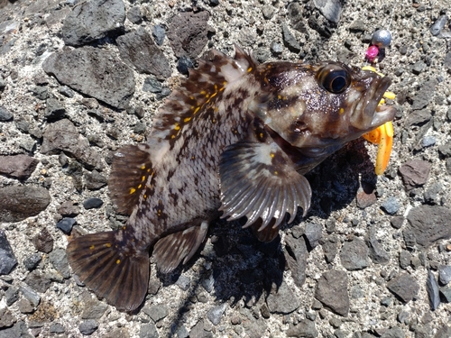 ソイの釣果