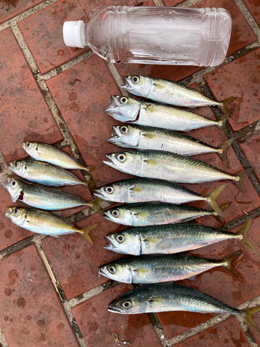 サバの釣果