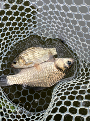 ヘラブナの釣果