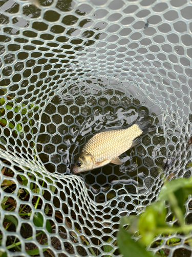 ヘラブナの釣果