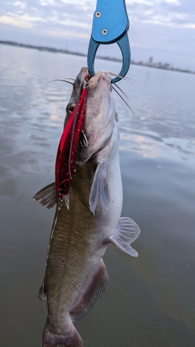 アメリカナマズの釣果