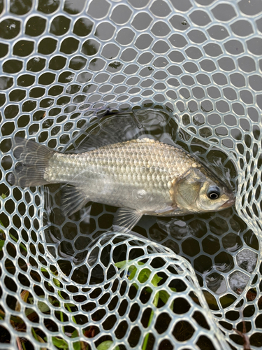 ヘラブナの釣果