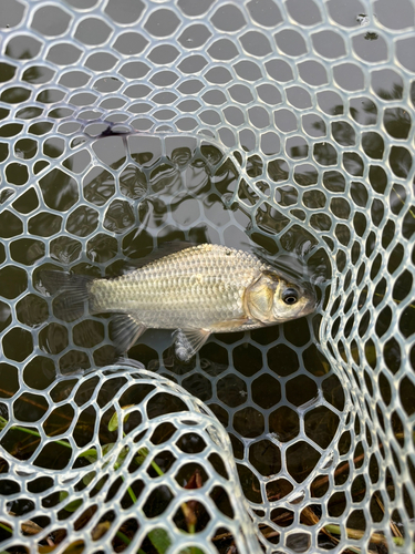 ヘラブナの釣果