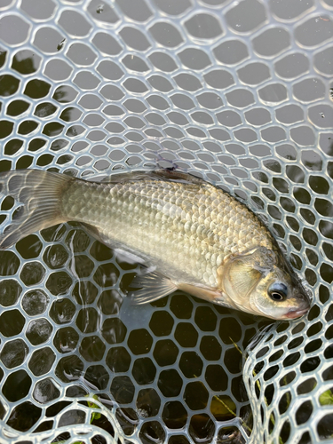 ヘラブナの釣果