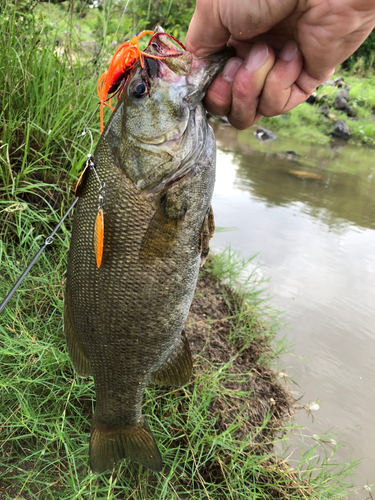 スモールマウスバスの釣果